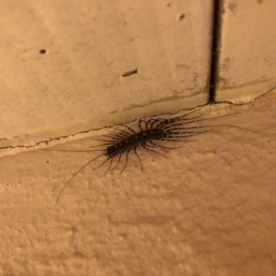 Scutigeridae (family) (A scutigerid centipede) at Bega River Bioblitz - 30 May 2019 by JackieLambert