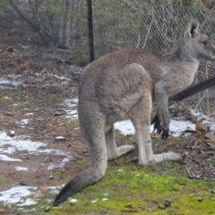 Macropus giganteus (Eastern Grey Kangaroo) at QPRC LGA - 9 Aug 2019 by natureguy
