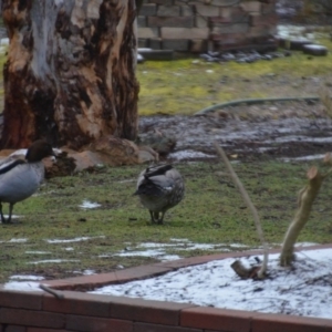 Chenonetta jubata at Wamboin, NSW - 9 Aug 2019 12:21 PM