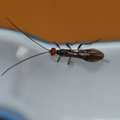 Braconidae (family) (Unidentified braconid wasp) at Wamboin, NSW - 25 Aug 2019 by natureguy