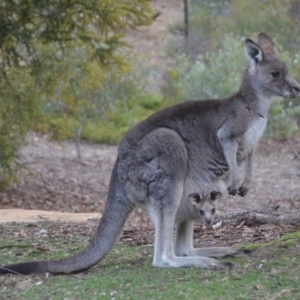 Macropus giganteus at Wamboin, NSW - 29 Aug 2019