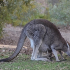 Macropus giganteus at Wamboin, NSW - 29 Aug 2019 11:07 AM