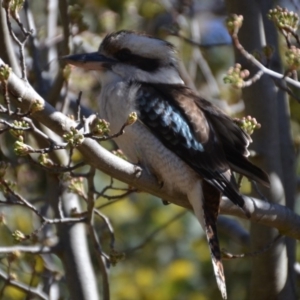 Dacelo novaeguineae at Wamboin, NSW - 2 Sep 2019