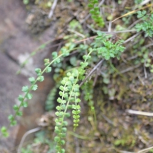 Asplenium flabellifolium at Kowen, ACT - 3 Sep 2019