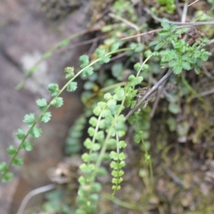 Asplenium flabellifolium at Kowen, ACT - 3 Sep 2019