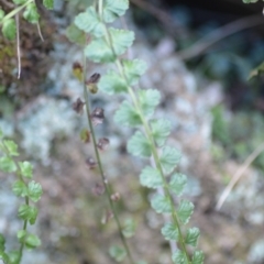 Asplenium flabellifolium at Kowen, ACT - 3 Sep 2019