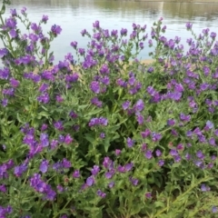 Echium plantagineum (Paterson's Curse) at Mount Ainslie to Black Mountain - 5 Oct 2019 by Mike