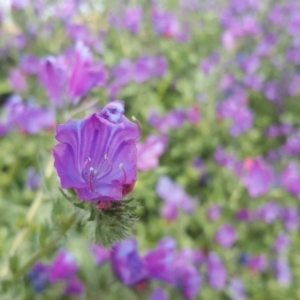 Echium plantagineum at Parkes, ACT - 6 Oct 2019