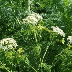 Conium maculatum (Hemlock) at Parkes, ACT - 6 Oct 2019 by Mike