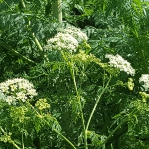 Conium maculatum at Parkes, ACT - 6 Oct 2019