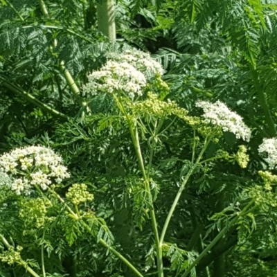 Conium maculatum (Hemlock) at Mount Ainslie to Black Mountain - 6 Oct 2019 by Mike