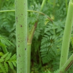 Conium maculatum at Parkes, ACT - 6 Oct 2019