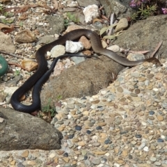 Pseudonaja textilis (Eastern Brown Snake) at Acton, ACT - 6 Oct 2019 by AaronClausen