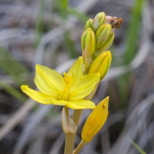 Bulbine bulbosa at Molonglo River Reserve - 6 Oct 2019 09:58 AM