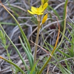 Bulbine bulbosa at Molonglo River Reserve - 6 Oct 2019 09:58 AM