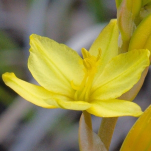 Bulbine bulbosa at Molonglo River Reserve - 6 Oct 2019 09:58 AM