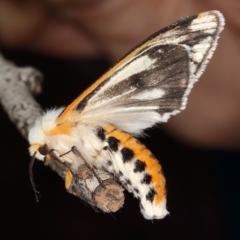 Paramsacta marginata (Donovan's Tiger Moth) at Dunlop, ACT - 6 Oct 2019 by Marthijn