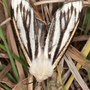 Aloa marginata at Molonglo River Reserve - 6 Oct 2019