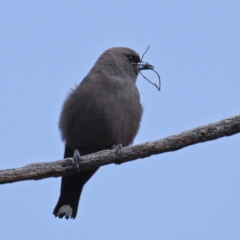 Artamus cyanopterus (Dusky Woodswallow) at Hawker, ACT - 6 Oct 2019 by Marthijn