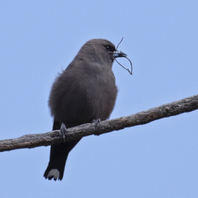 Artamus cyanopterus (Dusky Woodswallow) at Hawker, ACT - 6 Oct 2019 by Marthijn