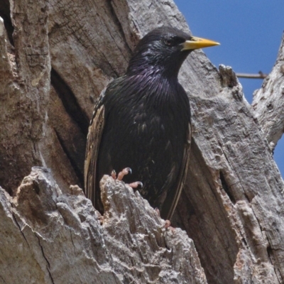 Sturnus vulgaris (Common Starling) at Hawker, ACT - 6 Oct 2019 by Marthijn