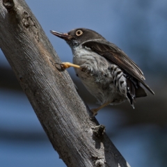 Daphoenositta chrysoptera (Varied Sittella) at Hawker, ACT - 6 Oct 2019 by Marthijn