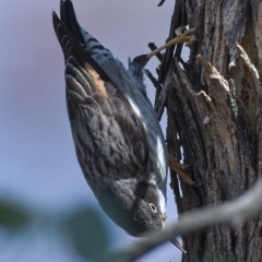 Daphoenositta chrysoptera at Molonglo River Reserve - 6 Oct 2019