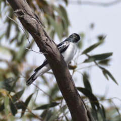 Lalage tricolor (White-winged Triller) at Dunlop, ACT - 6 Oct 2019 by Marthijn