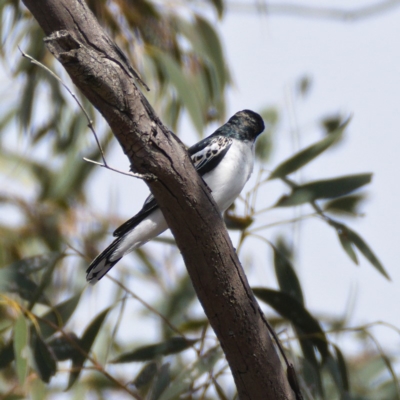Lalage tricolor (White-winged Triller) at Dunlop, ACT - 6 Oct 2019 by Marthijn
