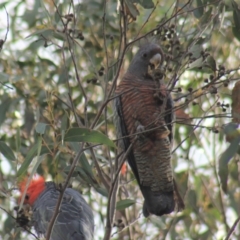 Callocephalon fimbriatum (Gang-gang Cockatoo) at Gundaroo, NSW - 5 Oct 2019 by Gunyijan