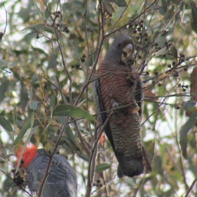 Callocephalon fimbriatum (Gang-gang Cockatoo) at Gundaroo, NSW - 5 Oct 2019 by Gunyijan