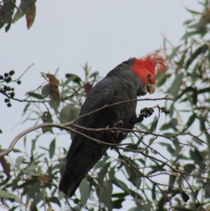 Callocephalon fimbriatum at Gundaroo, NSW - 5 Oct 2019