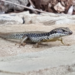 Eulamprus heatwolei (Yellow-bellied Water Skink) at Lake Burley Griffin Central/East - 6 Oct 2019 by Mike