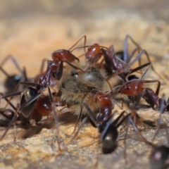 Iridomyrmex purpureus (Meat Ant) at Acton, ACT - 3 Oct 2019 by TimL