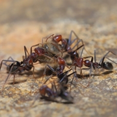 Iridomyrmex purpureus at Acton, ACT - 3 Oct 2019