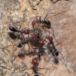 Iridomyrmex purpureus at Acton, ACT - 3 Oct 2019 12:14 PM