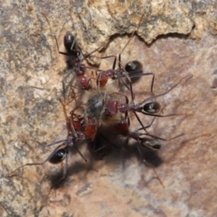 Iridomyrmex purpureus at Acton, ACT - 3 Oct 2019