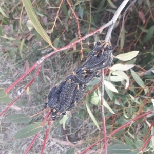 Perga sp. (genus) at Kaleen, ACT - 5 Oct 2019 04:15 PM