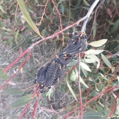 Perga sp. (genus) (Sawfly or Spitfire) at O'Connor Ridge to Gungahlin Grasslands - 5 Oct 2019 by TomfromOregon