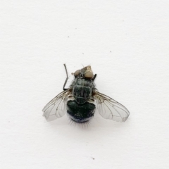 Calliphoridae (family) (Unidentified blowfly) at Hughes Garran Woodland - 6 Oct 2019 by ruthkerruish