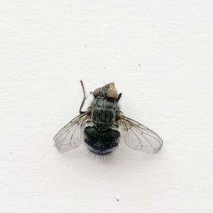 Calliphoridae (family) at Hughes, ACT - 6 Oct 2019