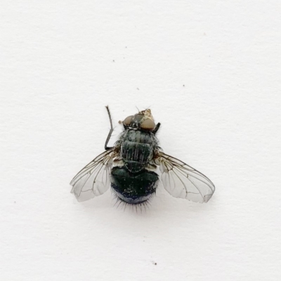 Calliphoridae (family) (Unidentified blowfly) at Hughes Garran Woodland - 6 Oct 2019 by ruthkerruish