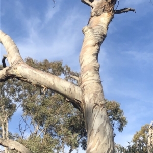 Cacatua galerita at Deakin, ACT - 27 Sep 2019 04:32 PM