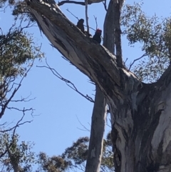 Callocephalon fimbriatum (Gang-gang Cockatoo) at Garran, ACT - 29 Sep 2019 by Thehappywanderer