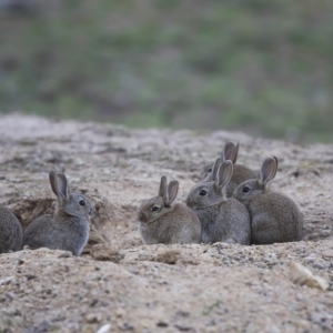 Oryctolagus cuniculus at Forde, ACT - 6 Oct 2019 06:30 AM