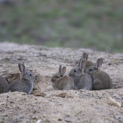 Oryctolagus cuniculus (European Rabbit) at Forde, ACT - 6 Oct 2019 by dannymccreadie