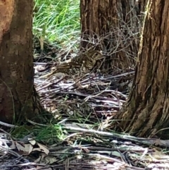 Zoothera lunulata (Bassian Thrush) at Morton National Park - 14 Sep 2019 by JanineOB