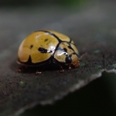 Harmonia testudinaria (Tortoise-shelled ladybird) at Berry, NSW - 5 Oct 2019 by Jeannie