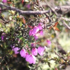 Tetratheca bauerifolia (Heath Pink-bells) at Gundaroo, NSW - 4 Oct 2019 by Gunyijan