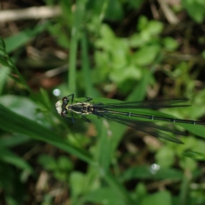 Austroargiolestes icteromelas (Common Flatwing) at Berry, NSW - 5 Oct 2019 by Jeannie